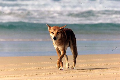 dingo_fraser_island